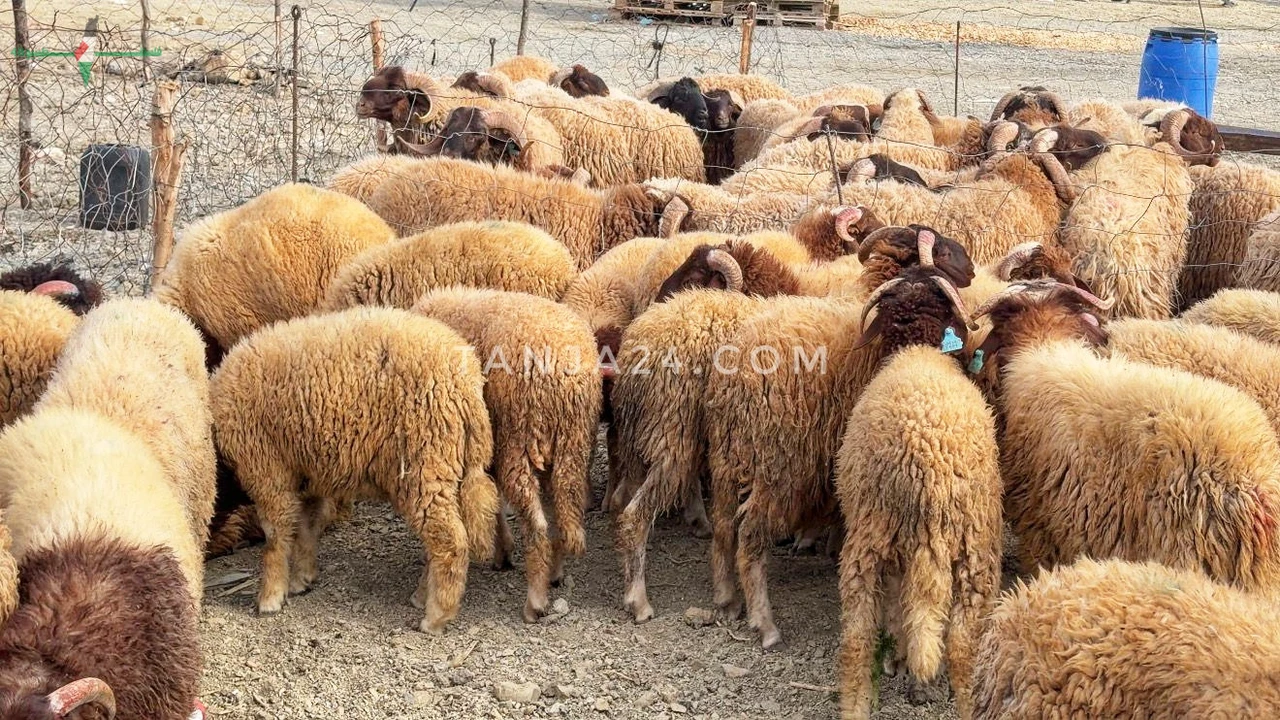 تاجر الرحمة يواجه الكاميرا في طنجة وأثمان الأضاحي تثير الجدل